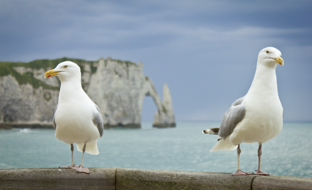 Succession planning: What your business can learn from Brighton